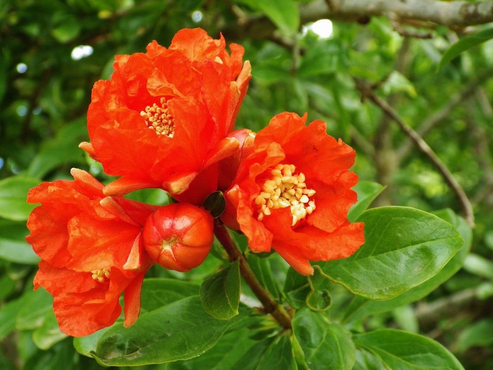 Granatapfel Punica Granatum 1 Pflanze Kaufen auf Ricardo