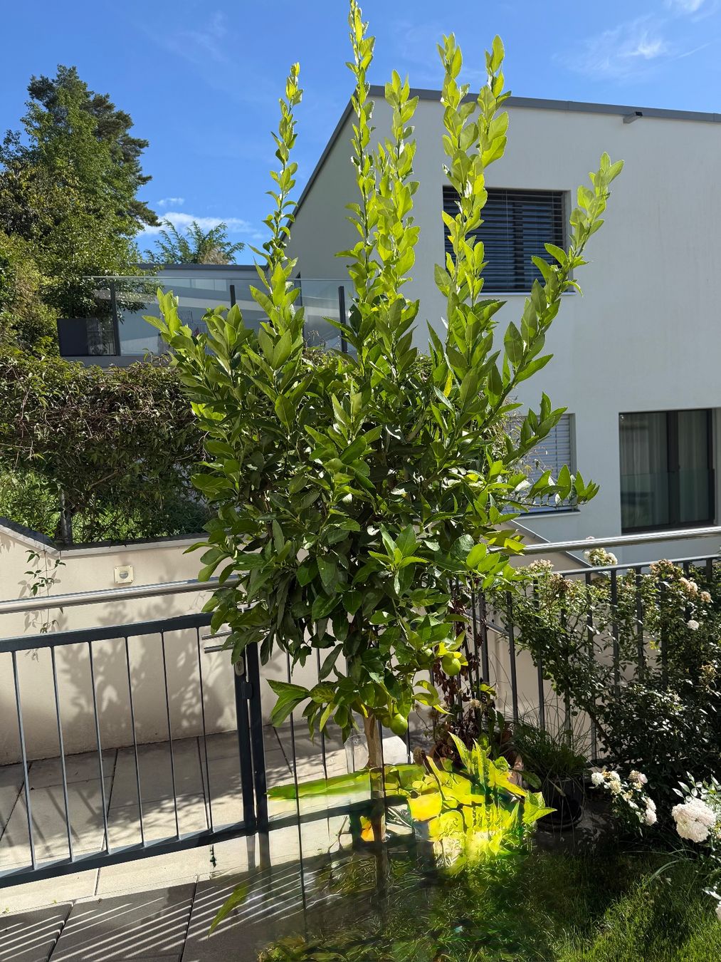 Piante & sementi: Limettenbaum Citrusbaum – Usato da Stäfa venduto da Bmichelle 1