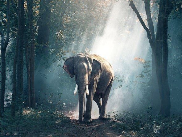 Kit bricolage: Diamond Painting Elefant (152) – Nuovo e nell'imballaggio originale da Schlatt TG venduto da mavo85