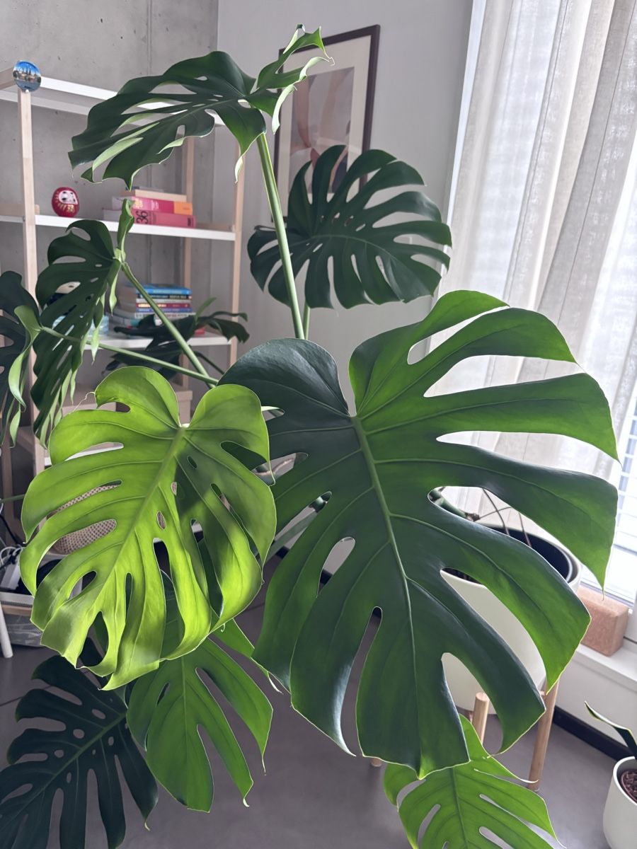 Pflanzen & Samen: Monstera Deliciosa – Gebraucht aus Zürich von mme95 1