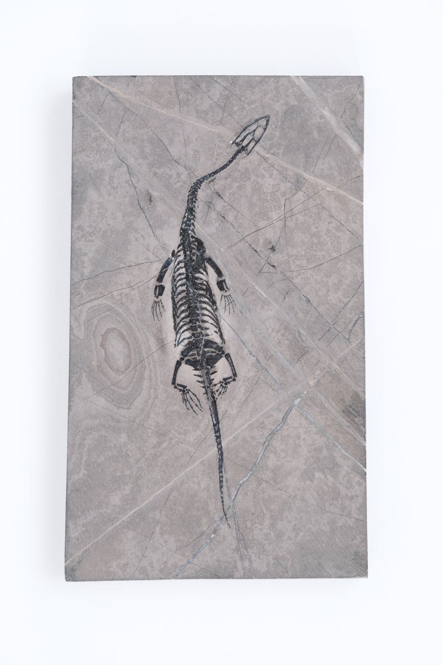 Fossili: 1A -Schwimmsaurier - Keichousaurus hui - Nothosaurus - China – Usato da Heiden venduto da mats10