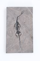 1A -Schwimmsaurier - Keichousaurus hui - Nothosaurus - China