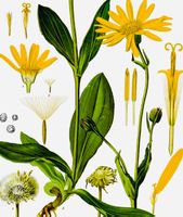 20 SAMEN ARNICA MONTANA HEILPFLSNZE 20 GRAINES SEMI SEEDS