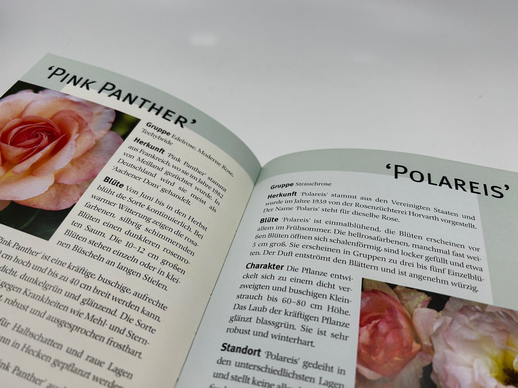 Bücher: Lexikon der Rosen – Gebraucht aus Pfeffingen von guvalia 3
