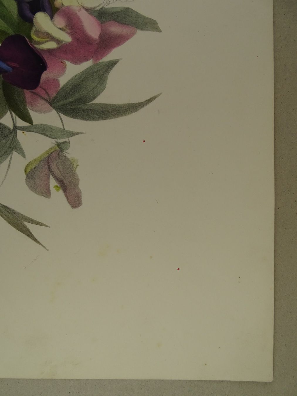 Incisioni: FLEUR BLUME, LITHOGRAPHIE UM 1850 – Usato da Grüningen venduto da Kartensammler 5
