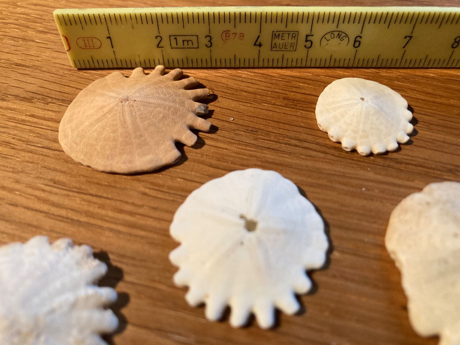 Fossili: Heliophora Sanddollar – Usato da Grosswangen venduto da arum01