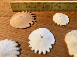 Heliophora Sanddollar
