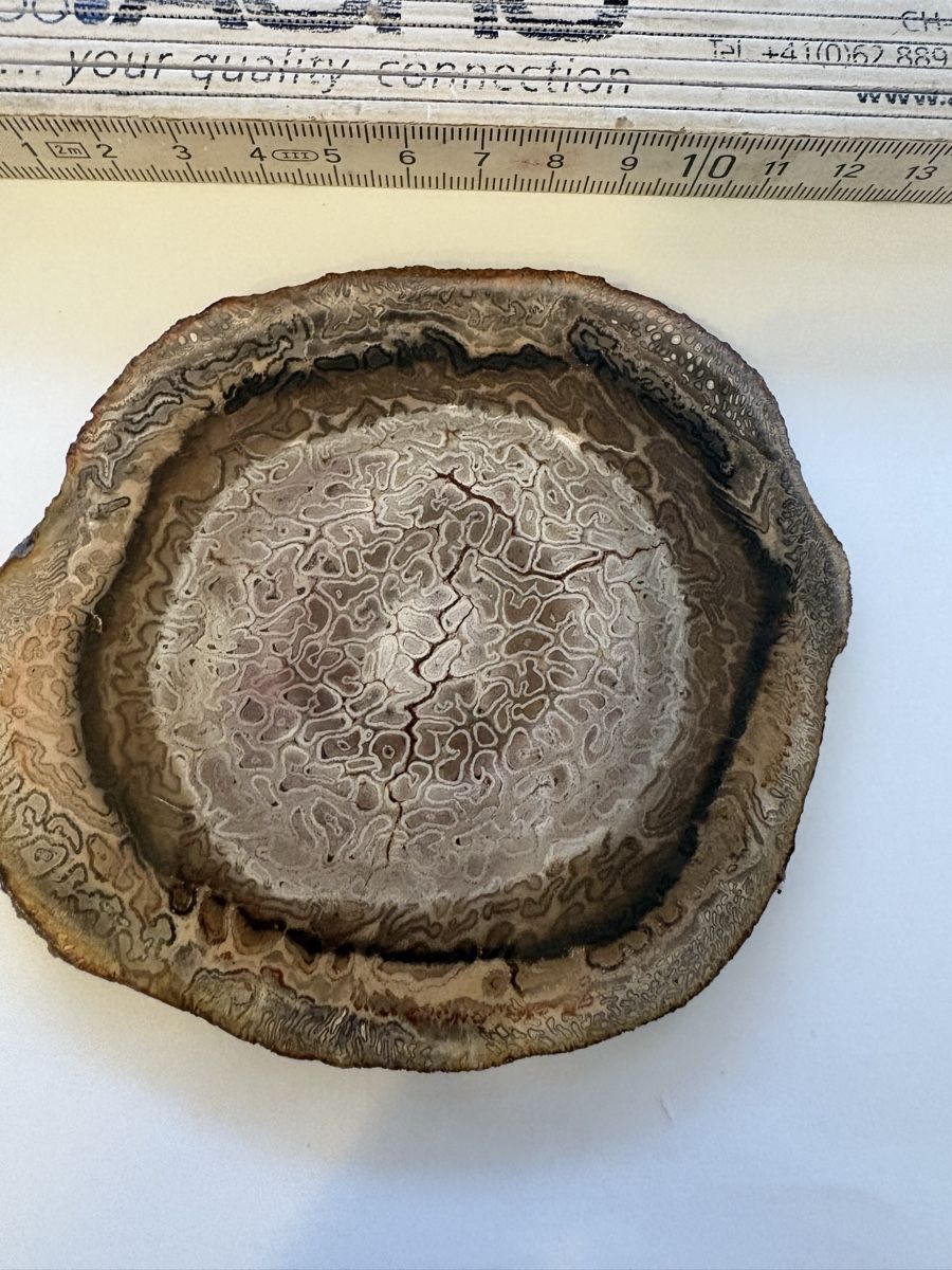 Fossilien: Fossiles Holz titea singularis  – Gebraucht aus Murten von Tzaugg 3