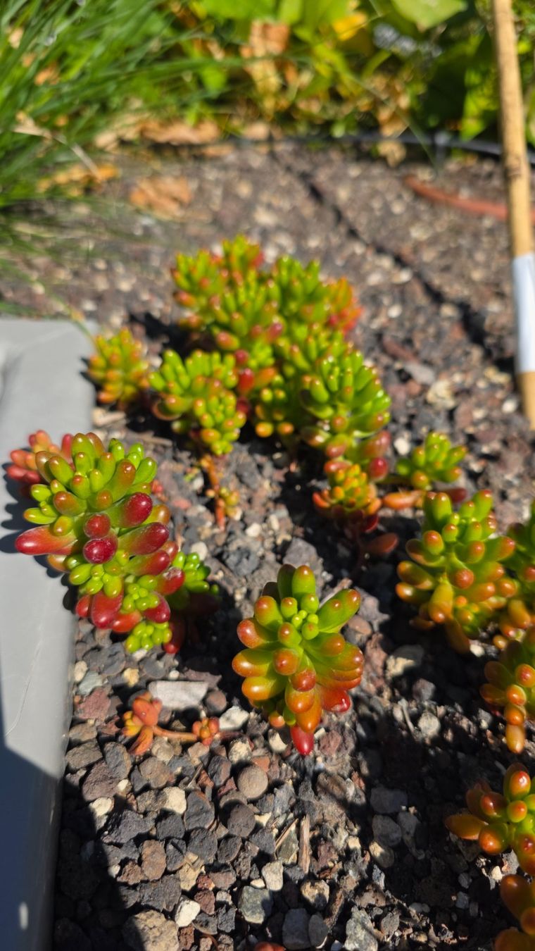 Piante & sementi: Sedum rubrotinctum x3 Stück – Nuovo (secondo la descrizione) da Zürich venduto da The_Plant_Wizard 2