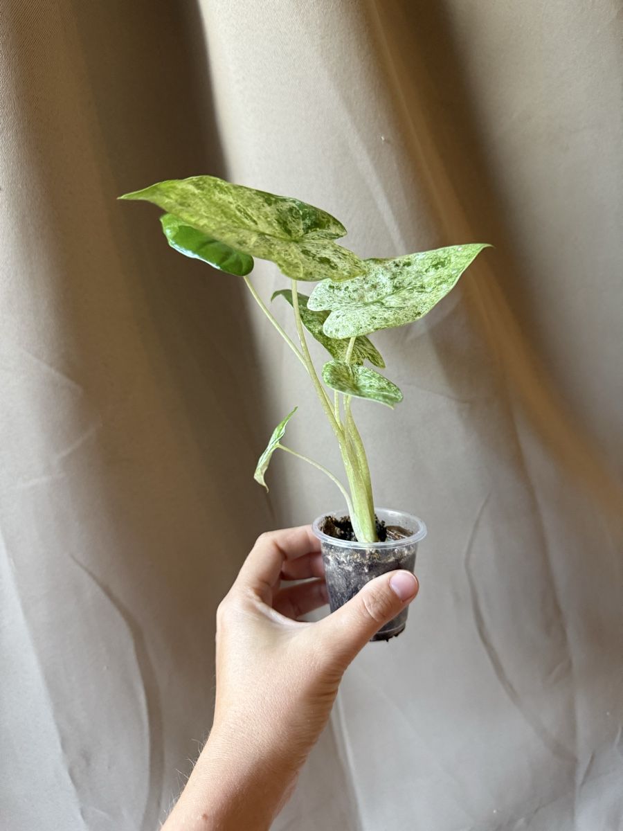 Pflanzen & Samen: Alocasia Odora Batik  – Neu (gemäss Beschreibung) aus La Tour-de-Trême von LyAmy 1