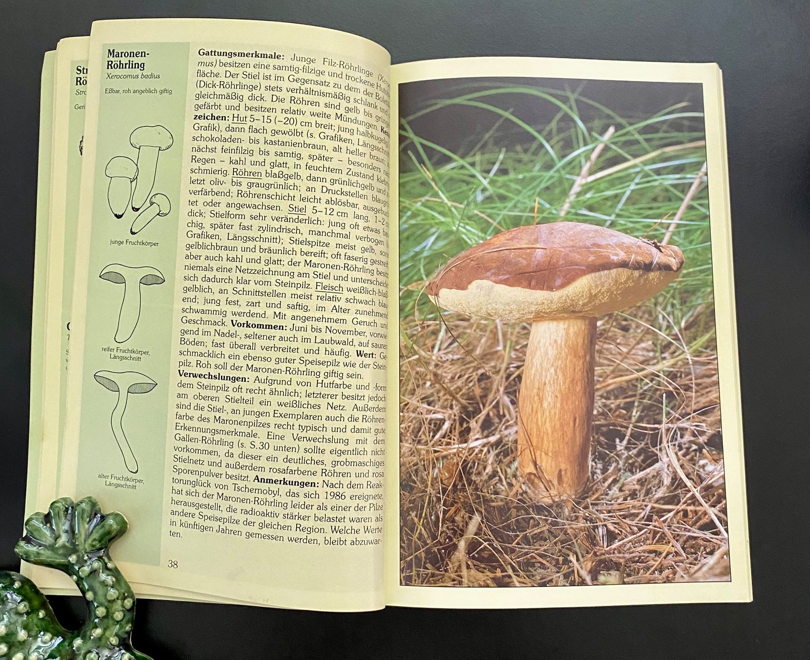 Libri: Pilze / Speise- und Giftpilze – Usato da Nussbaumen AG venduto da schuba2000 3