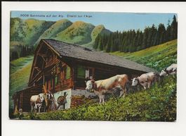 AK 1920 Sennenhütte auf der Alp mit Butterfass und Kühen 🐮