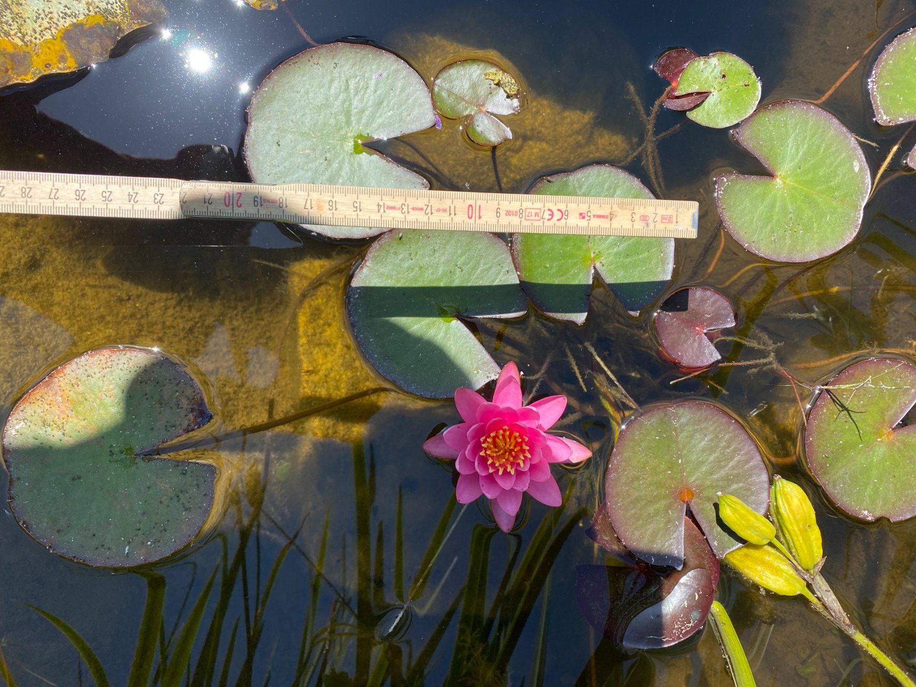 Piante & sementi: Teichrose Seerose – Usato da Malters venduto da Pek7 1
