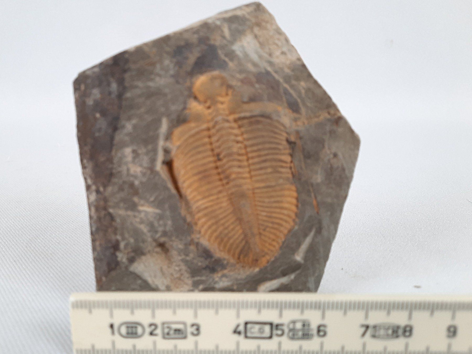 Fossili: Fossile Trilobiten in Matrix – Usato da Beinwil am See venduto da Restwert_Beinwil 7