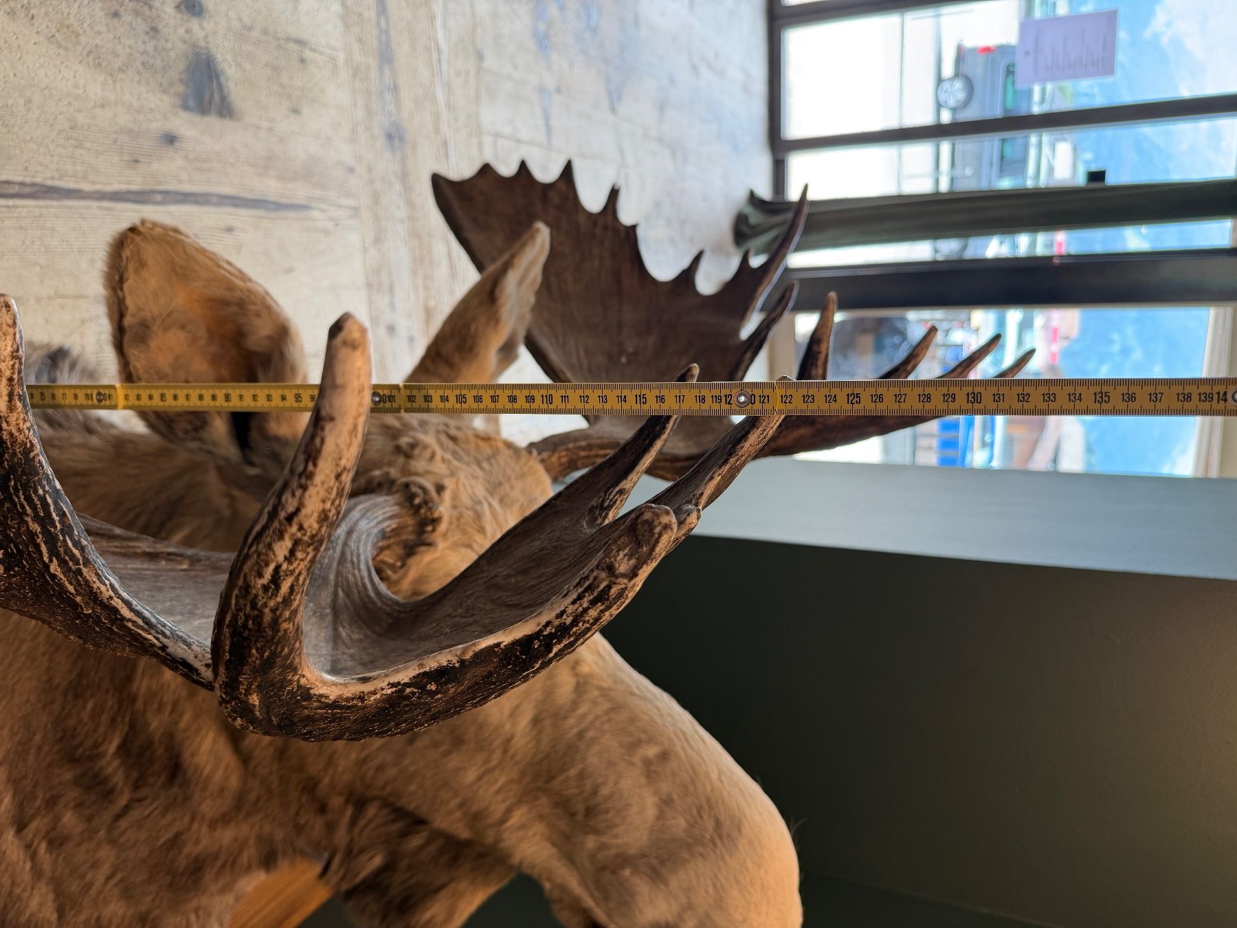 Il mondo degli animali: Elk Kopf – Usato da Lenk im Simmental venduto da KingzCompany 1