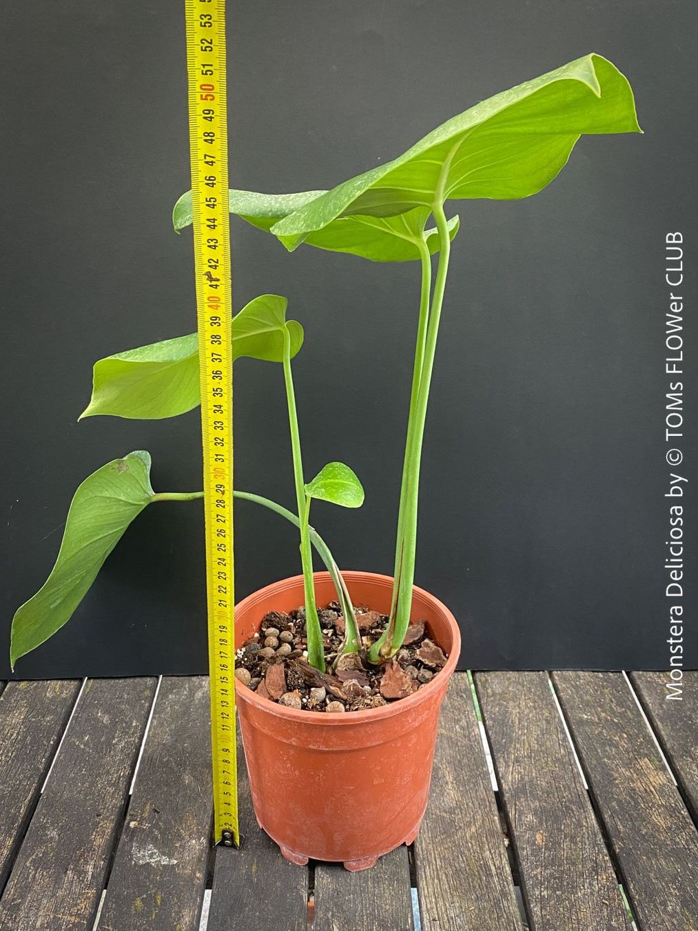 Pflanzen & Samen: Monstera Deliciosa - echte, gross-blättrige Grundform – Neu und originalverpackt aus Adliswil von MarkyForest 6