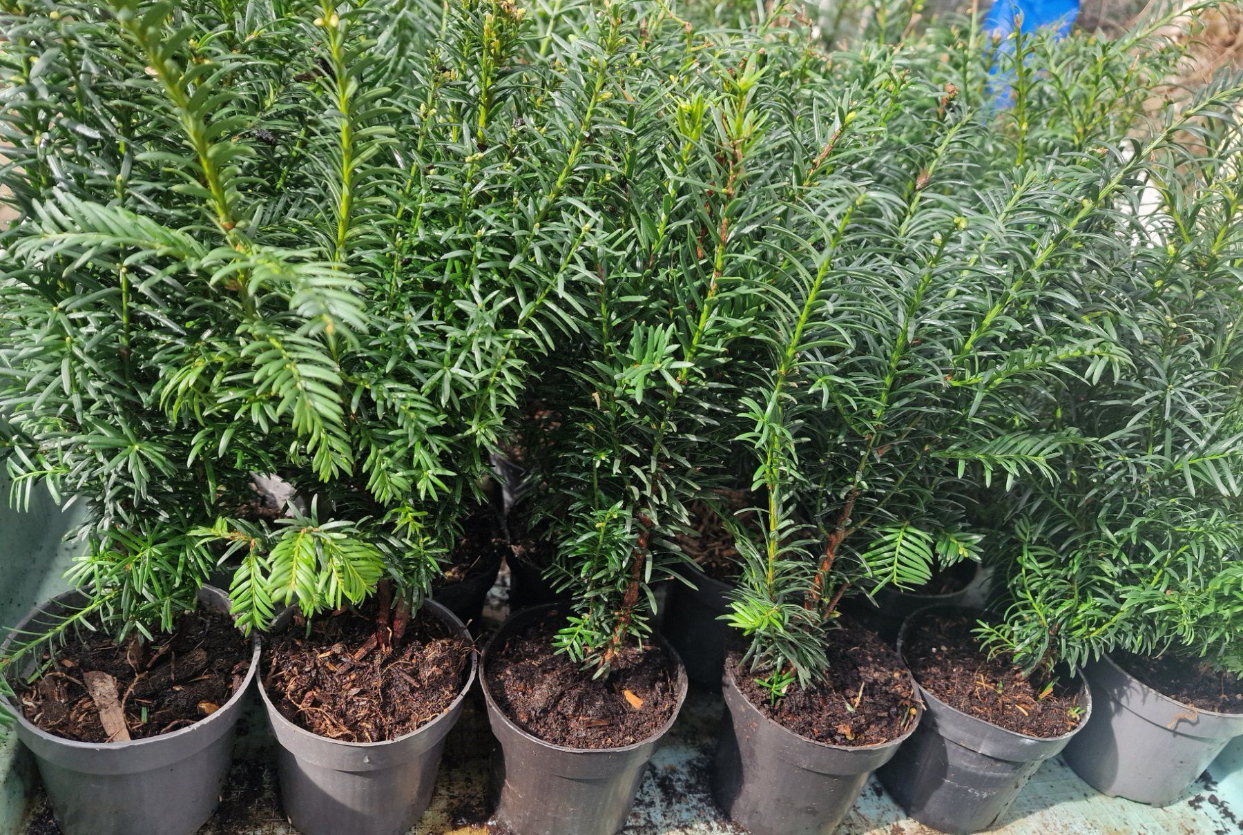 Pflanzen & Samen: Eibe Taxus baccata – Neu (gemäss Beschreibung) aus Uerkheim von Justi.y 3