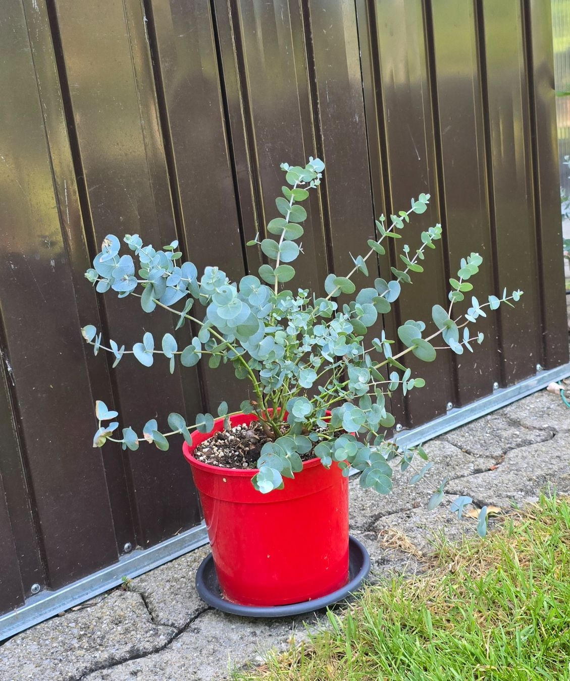 Pflanzen & Samen: kleiner Eukalyptus – Gebraucht aus Aarburg von popkorn65 3