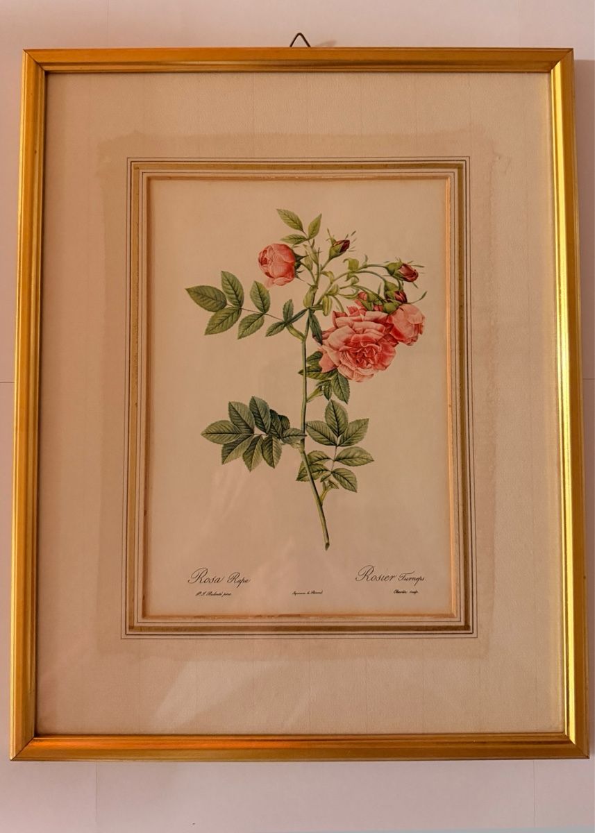 Foto & Immagini: Kunstdruck - Pierre-Joseph Redouté - Rosa Rapa – Usato da Schlieren venduto da KaRoPue