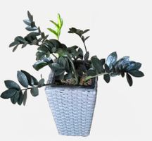 Zamioculcas Zamiifolia "Raven", Glücksfeder.