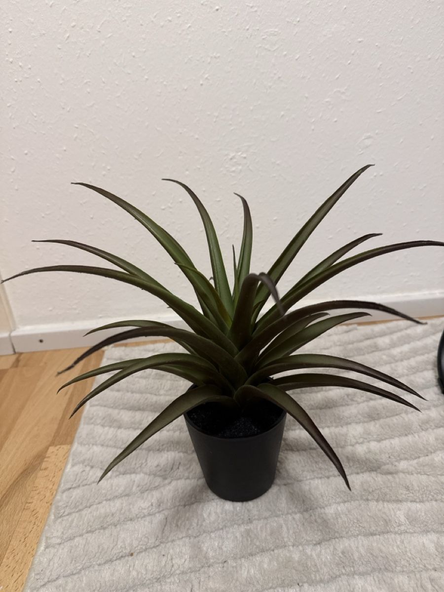 Plantes & graines: Kunstpflanze agave Topf  – D'occasion à Netstal par Oezi88