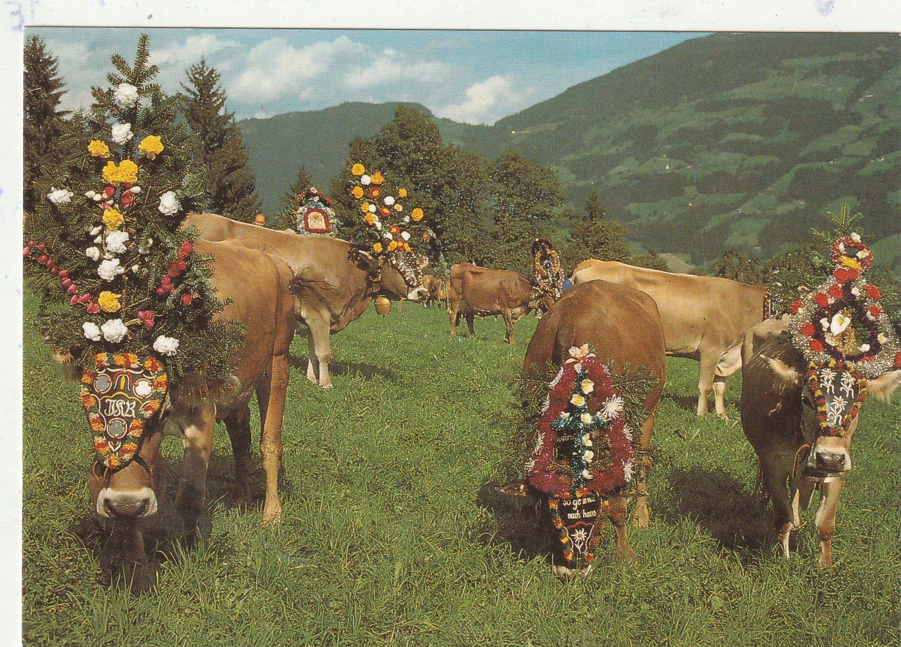 Cartoline postali: Almabtrieb in Tirol – Usato da Lumbrein venduto da made02