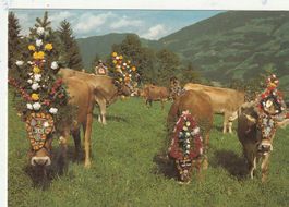 Almabtrieb in Tirol