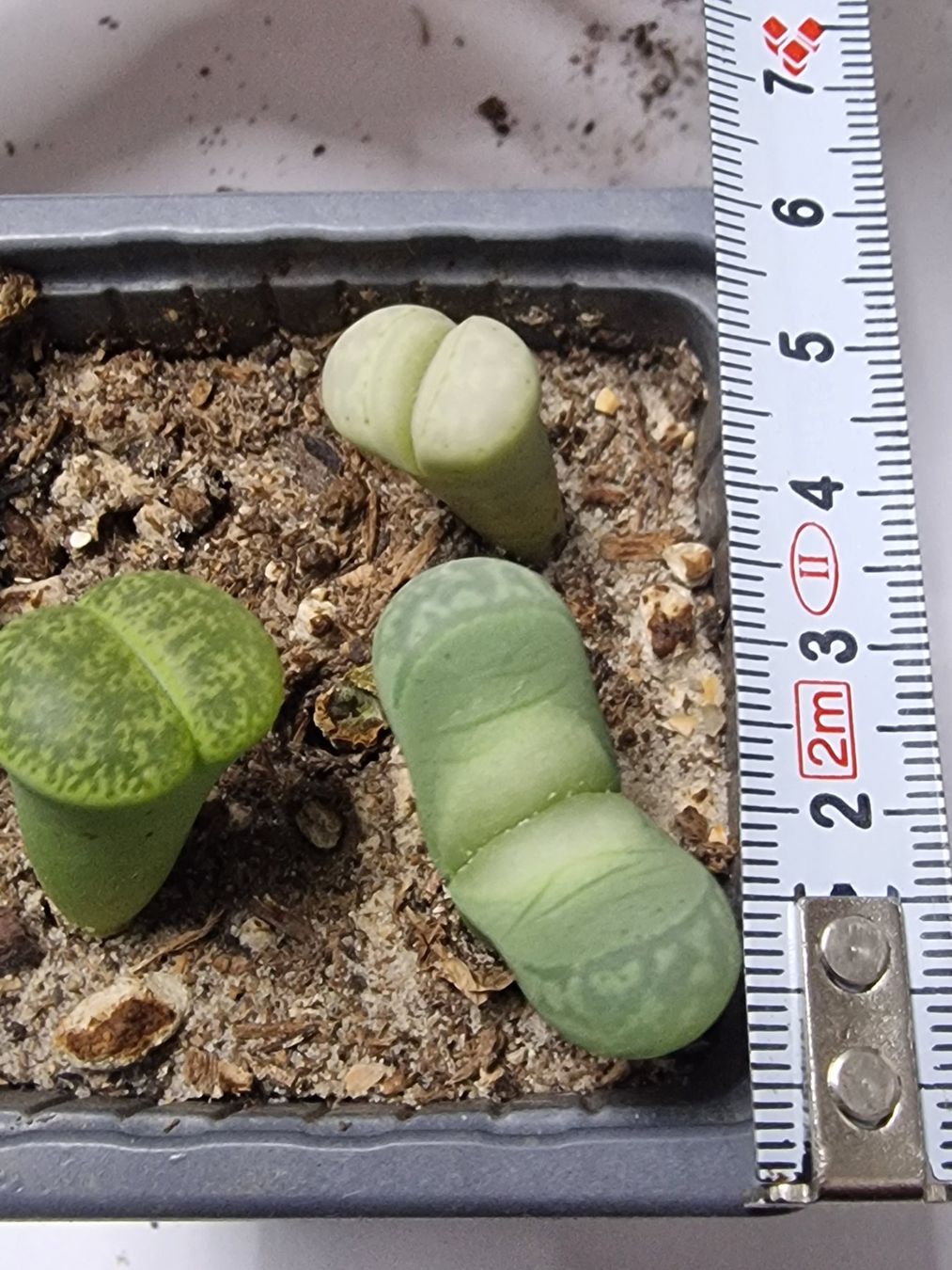 Piante & sementi: Lithops Mix, Lebende Steine, 3 Stück – Usato da Uerkheim venduto da Justi.y 2
