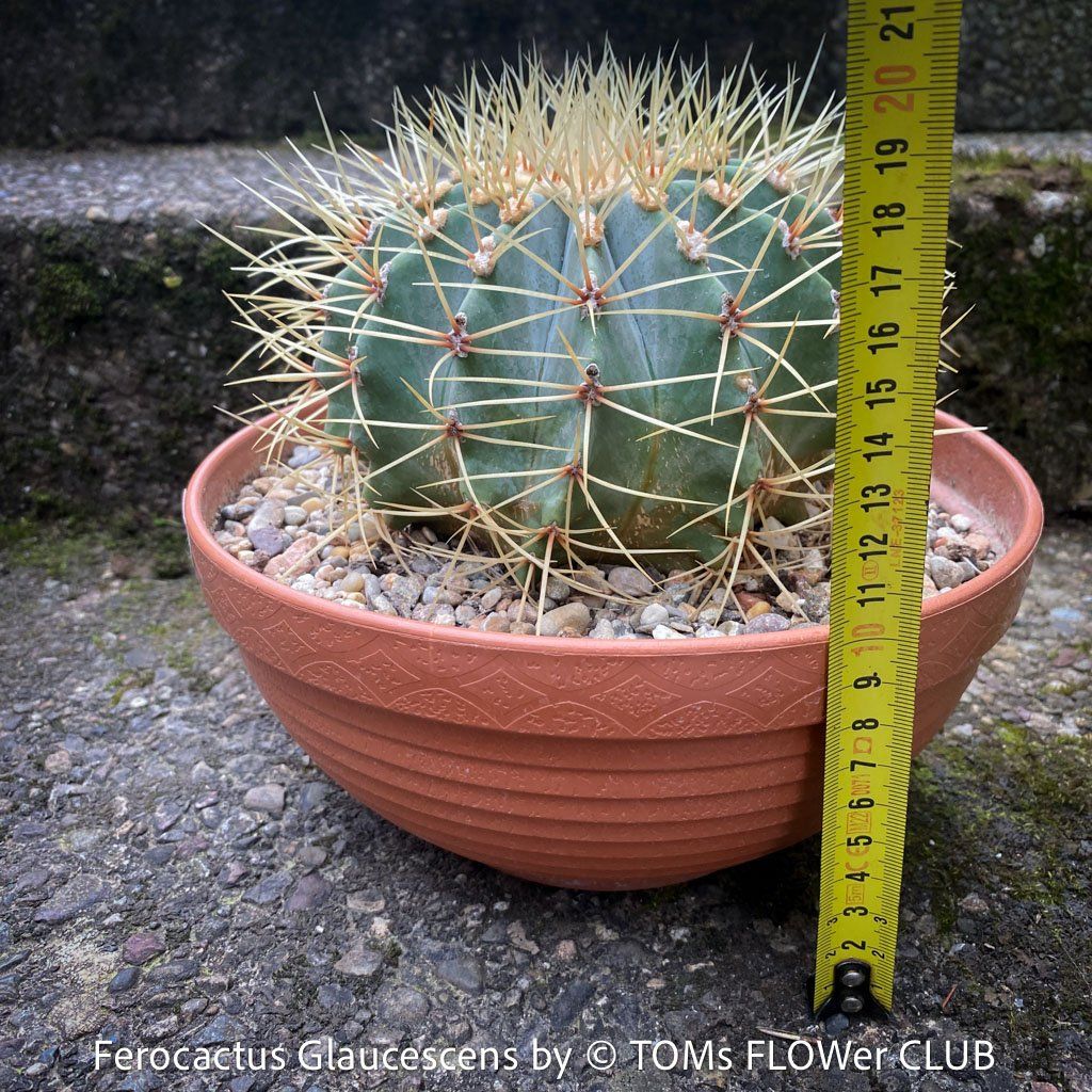Piante & sementi: Ferocactus Glaucescens - "Blue Barrel Cactus" - einzigartig – Nuovo e nell'imballaggio originale da Adliswil venduto da astom369 7