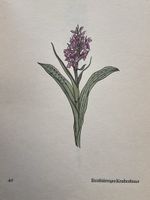 Kredel Blumenbuch 250 handkolorierte Holzschnitte Insel 1929