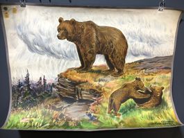 Vintage Schulwandbild BÄREN, Niels Tiren 1919 #D3 LxB 92x69,