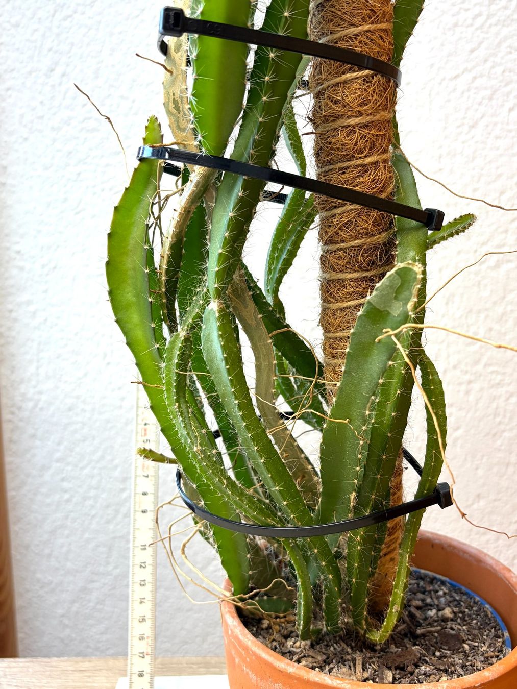 Pflanzen & Samen: Drachenfrucht-Pflanzen, (rotfleischige Drachenfrucht) – Gebraucht aus Boll von NRie 2
