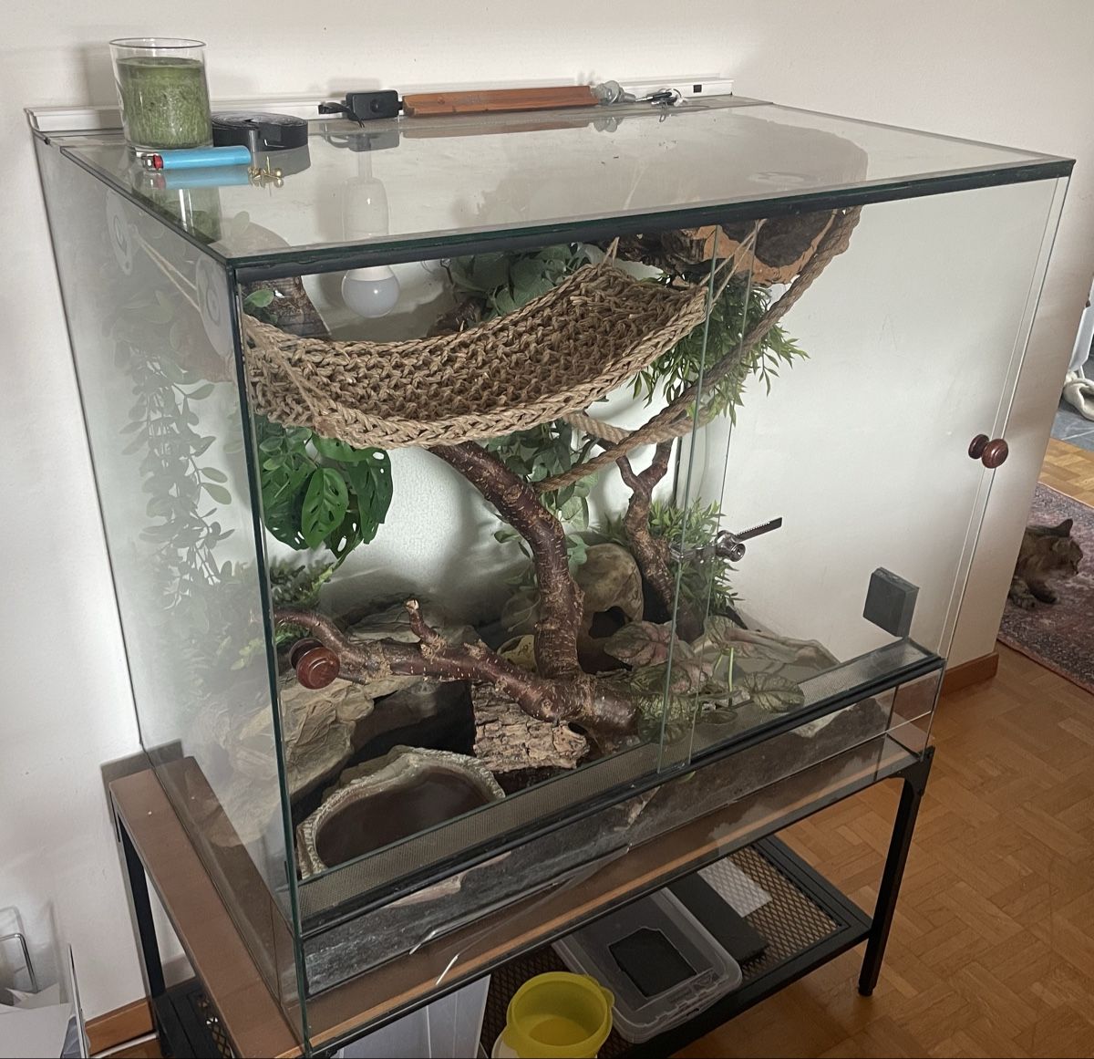 Terrario: Terrarium – Usato da Bülach venduto da dar_5xys