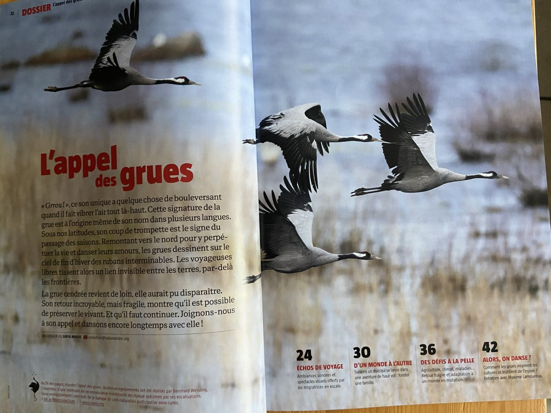 Riviste & Magazine: Revue Salamandre : Collection complète printemps en nature! – Nuovo (secondo la descrizione) da Neuchâtel venduto da marevecor 3