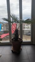 Grosse Hanfpalme mit Topf und Pflanzenroller