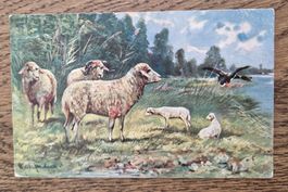 Schaf, Stemoel: Postüberwachungsstelle Freiburg 1919