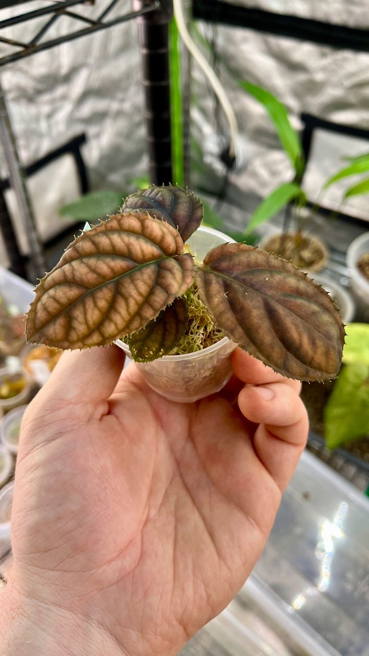 Piante & sementi: Acranthera sp. Thailand – Nuovo e nell'imballaggio originale da Gelterkinden venduto da pflanz_doch_was 2