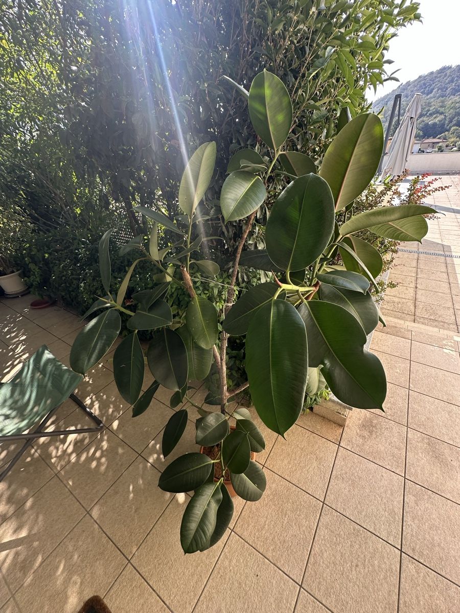 Plantes & graines: Pianta di Ficus Elastica – Neuf (Voir description) à Ponte Capriasca par mic_5qlq 1