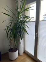 Palmen mit Topf