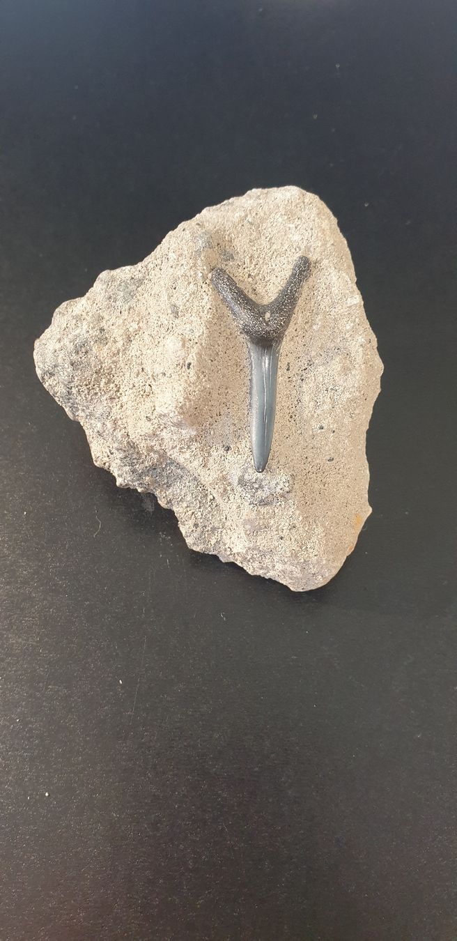 Fossili: Fossile dent de requin? – Usato da St-Sulpice VD venduto da Miwix
