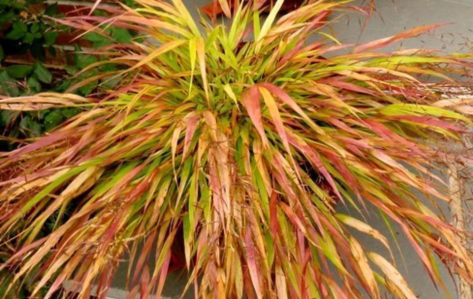 Piante & sementi: Herbe du Japon 'Beni kaze'  2x – Nuovo e nell'imballaggio originale da Bremblens venduto da FIBONACCI369 3