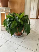 Friedenslilie (Spathiphyllum) – grosse, gesunde Zimmerpflanz