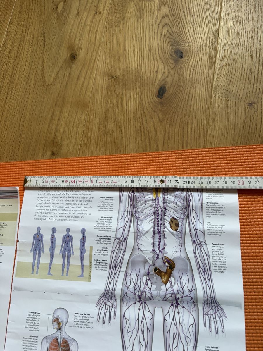 Foto & Immagini: Anatomie Poster Lymphsystem & Immunsystem, 2 Stk, Top! – Nuovo (secondo la descrizione) da Davos Wiesen venduto da Roseli21 4