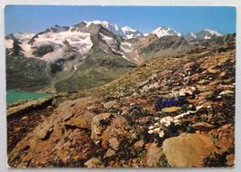 Tapet da Fluors sül Piz Lagalb e la gruppa dal Bernina