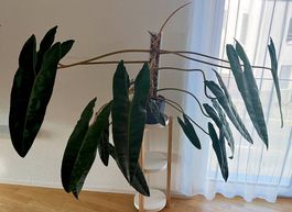 Grosse Philodendron billietiae, 120cm, Lechuza