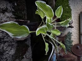 Hosta platinium tiara