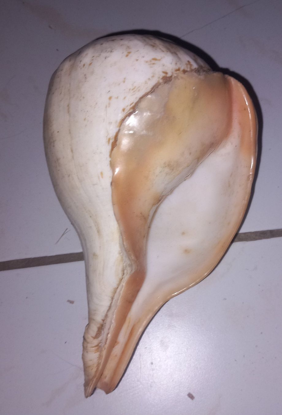 Fossili: MUSCHEL – Usato da Ried-Brig venduto da ugukim 1
