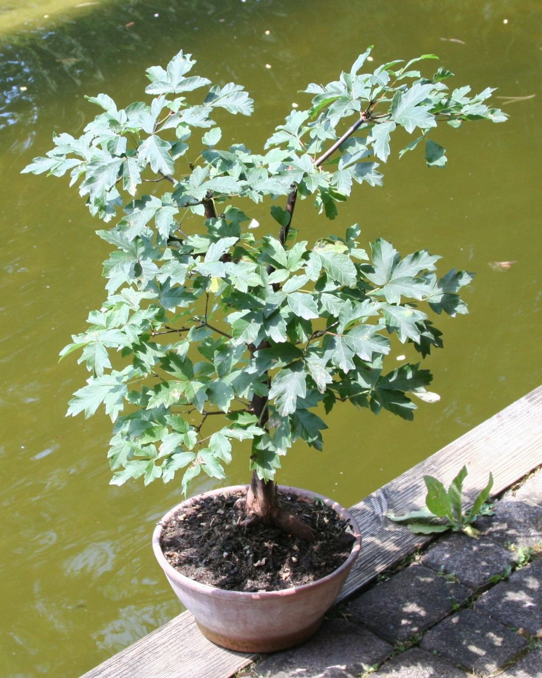 Piante & sementi: BONSAI  -  Zimt-Ahorn – Usato da Gretzenbach venduto da Sikim 1