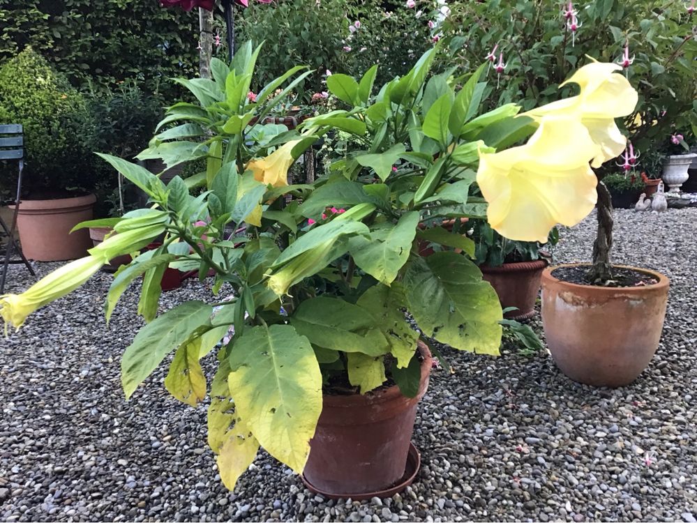 Engelstrompete im Tontopf (Gebraucht) in Bäretswil für CHF 28 – nur ...