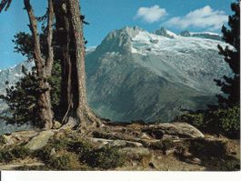 Aletschwald 1970
